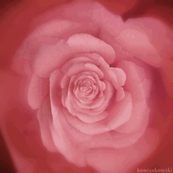 Japanese Camellia Pink Spiral  GIF