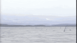 Japanese Clammer Dont Give Up GIF