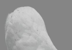 Jaw Drop Shocked White Owl Amazing Reaction  GIF
