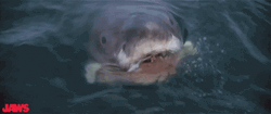Jaws Scary Boat Attack GIF
