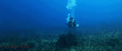 Jaws4 Jaws The Revenge GIF