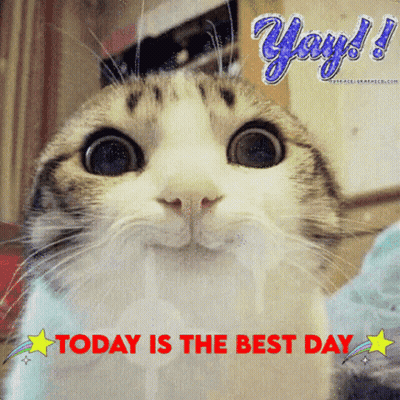 Jaymee Waymee Today Is The Best Day Cat GIF