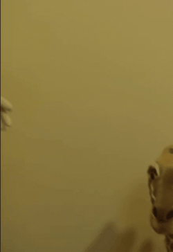 Jeffy Shouting In Yellow Background GIF