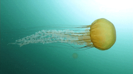 Jellyfish Sea Jelly  GIF