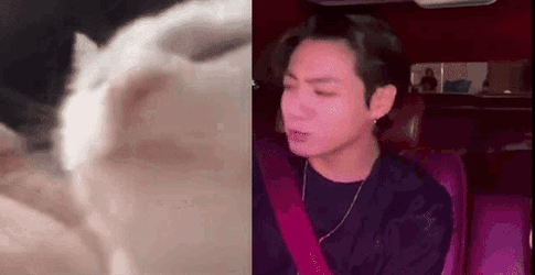 Jeondaissy Jungkook Cat GIF
