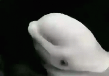 Jiggling Beluga Head GIF