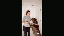 Jimmy Fallon Shimmy Tiktok Dance GIF