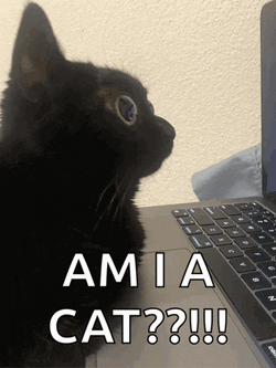Jinx The Cat Jinx GIF