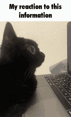 Jinx The Cat My Reaction To That Information GIF