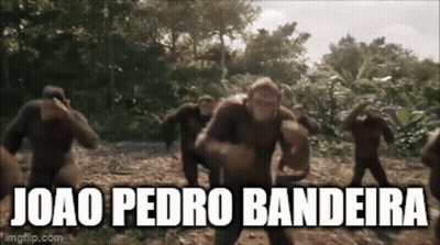 Joao Pedro Bandeira Is The Name Of The Monkeys In The Picture GIF