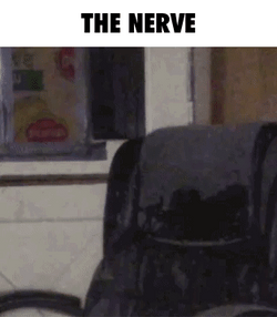 Joe Rogan The Nerve GIF