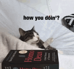 Joey How You Doin Cat Chill GIF