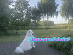 Joey How You Doin Dog Garden GIF