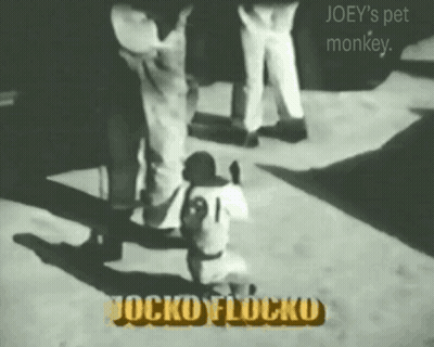 Joey Pet Monkey Jocko Flocko Black And White GIF