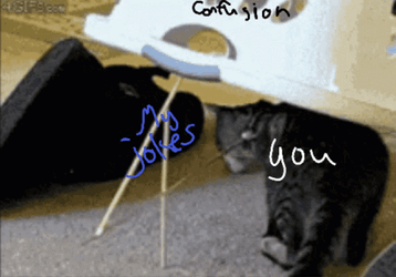 Joke Over Head Confused Cat GIF