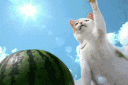 Judo Chop Cat GIF