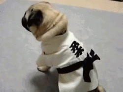 Judo Pug GIF
