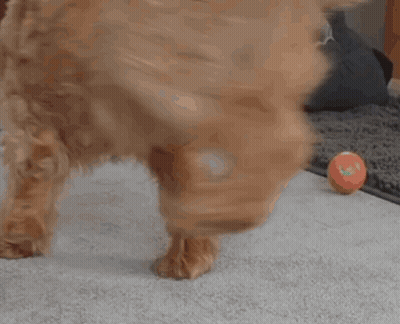 Juke Barking GIF