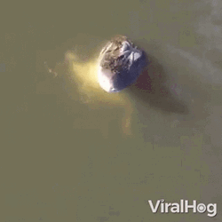 Jump And Bite Crocodile GIF