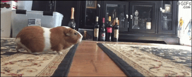 Jump In Guinea Pigs GIF