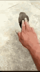  Jump Scare Cobra Snake Scary Surprise GIF
