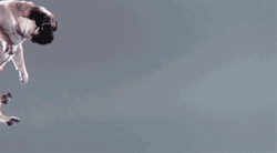 Jumping And Catching A Pug GIF
