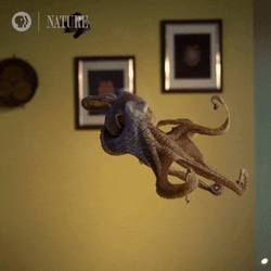 Jumping Big Squid GIF