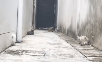 Jumping Cat Running GIF