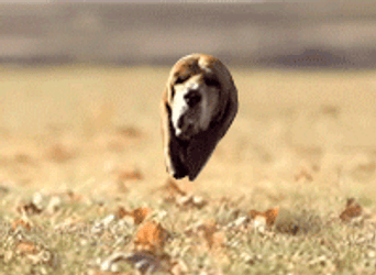 Jumping Dog Head GIF