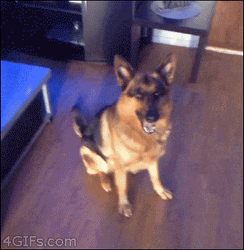 Jumping German Shepherd GIF