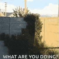 Jumping Husky Whatcha Doin GIF
