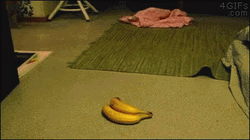 Jumping In Surprise Banana Cat Meme GIF