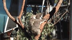 Jumping Mother Koala