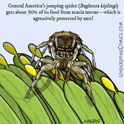 Jumping Spider Jumpscare GIF