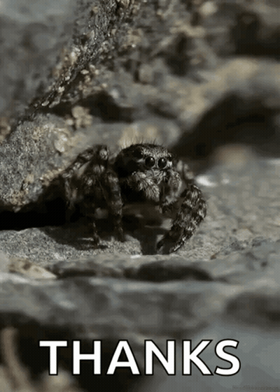 Jumping Spider On Rock Says Thanks GIF