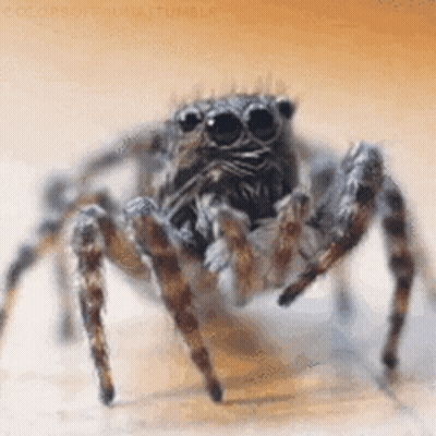 Jumping Spider GIF