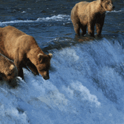 Jumping Tacos Bears Drinking Waterfalls