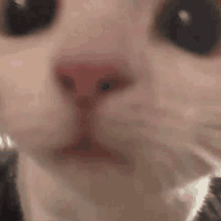 Jungkook Cat Bts Cat GIF