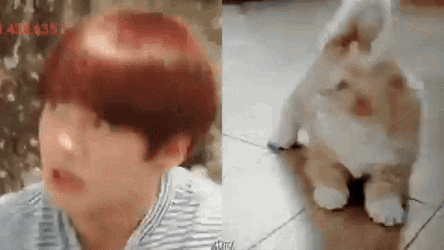 Jungkook Cat Jungkook Cute Cat GIF