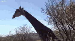 Jurassic Park Funny Giraffe GIF