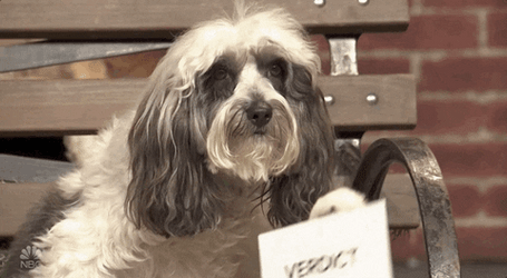 Jury Duty Cute Dog Giving Verdict GIF