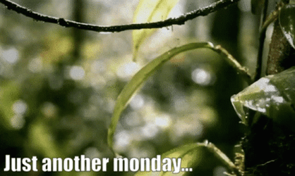 Just Another Monday In The Forest GIF