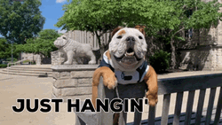 Just Hanging Butler Bulldog GIF | GIFDB.com