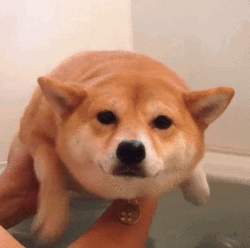 Just Keep Swimming Cute Dog Bath Tub GIF