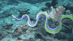 Just Keep Swimming Purple Ribbon Eel GIF