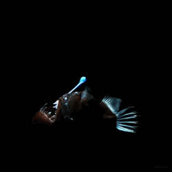 finding nemo anglerfish gif