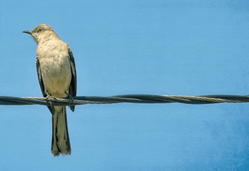 Just Say No Cool Bird GIF