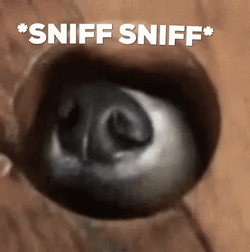 Just Sniff Sniff GIF