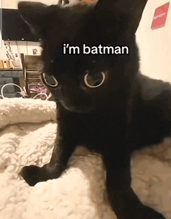 Justice-For-Gotham-Evil-Cat GIF