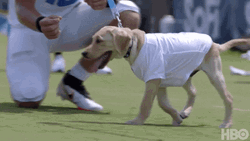 Justin Herbert Chargers Dog GIF